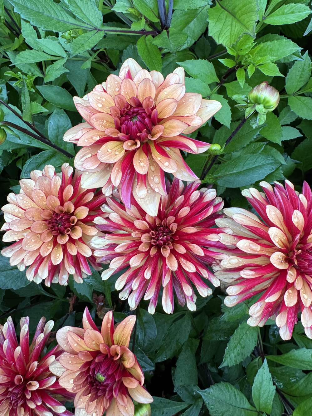 Dahlia 'BV's Aurora'